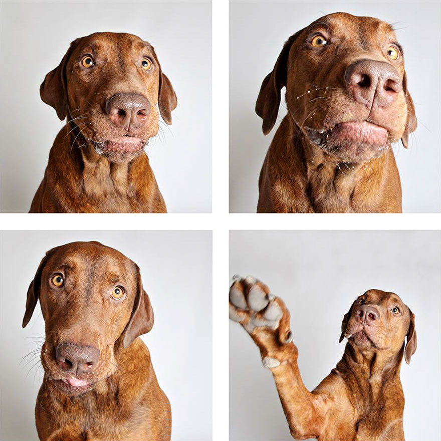 fotomaton-adopcion-perros-organizacion-humanitaria-utah-2 (2)