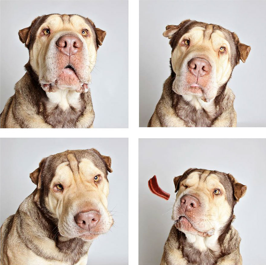 fotomaton-adopcion-perros-organizacion-humanitaria-utah-2 (4)