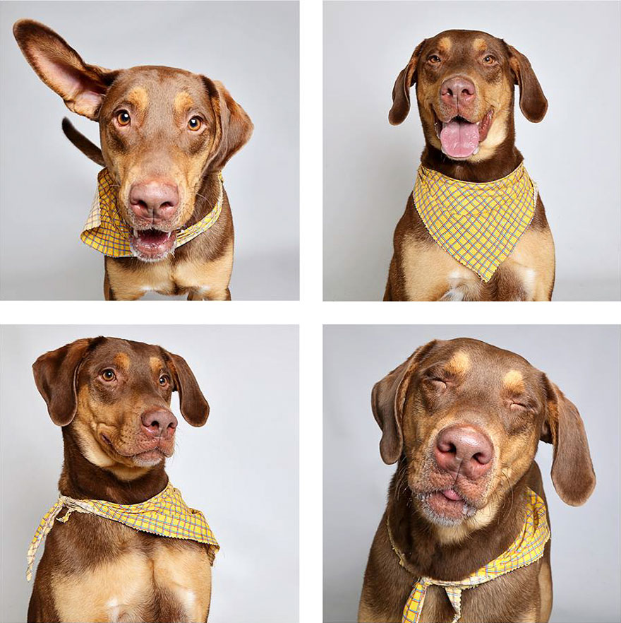fotomaton-adopcion-perros-organizacion-humanitaria-utah-2 (5)
