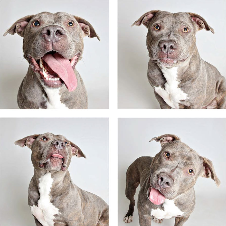 fotomaton-adopcion-perros-organizacion-humanitaria-utah-2 (6)