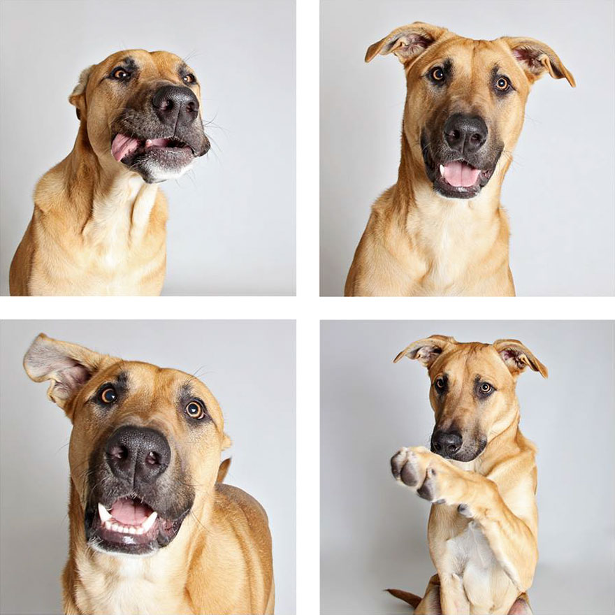 fotomaton-adopcion-perros-organizacion-humanitaria-utah-2 (7)