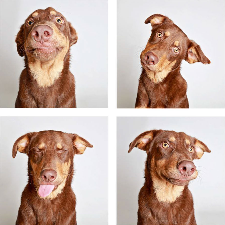 fotomaton-adopcion-perros-organizacion-humanitaria-utah-2 (8)