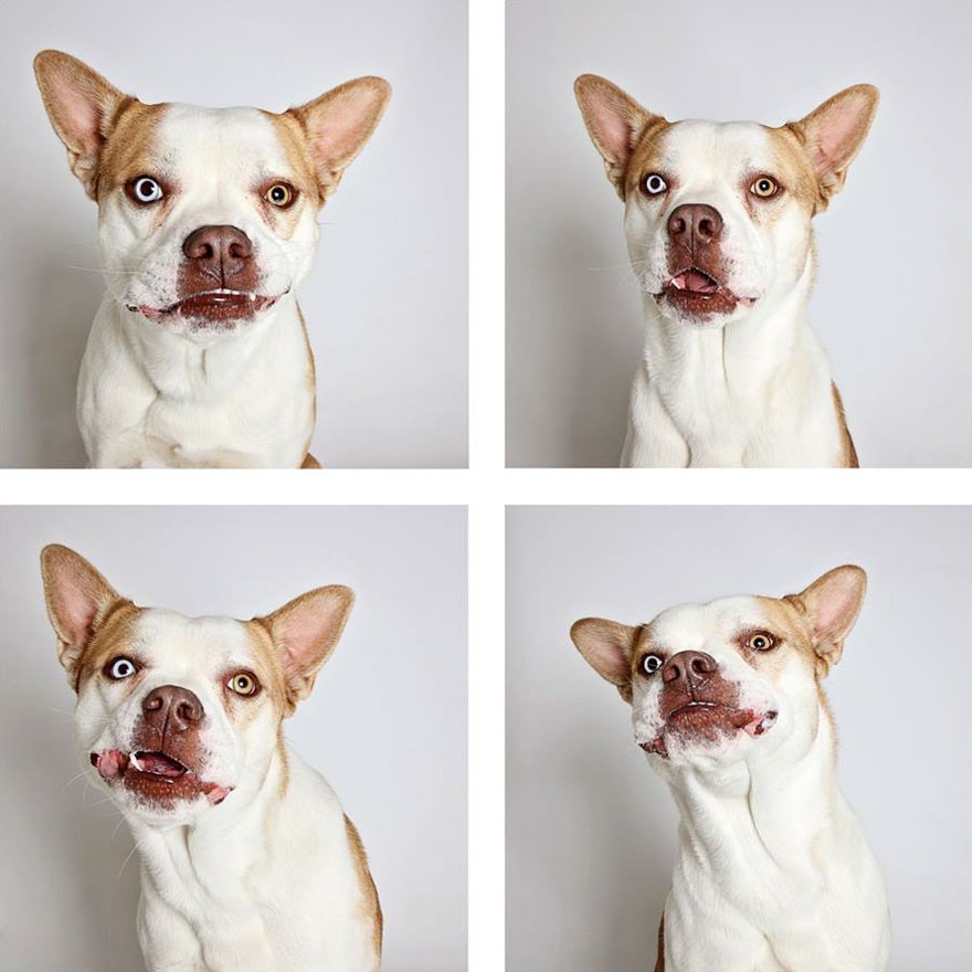 fotomaton-adopcion-perros-organizacion-humanitaria-utah-2 (9)