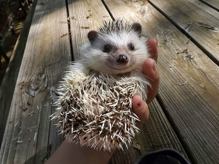 fotos-erizos-adorables (10)