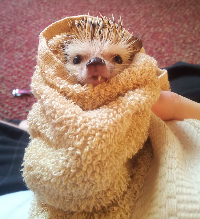 fotos-erizos-adorables (4)