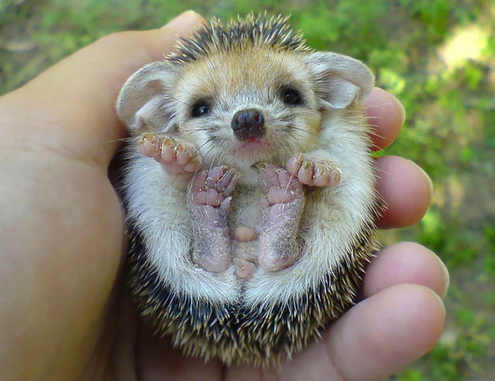 fotos-erizos-adorables (7)