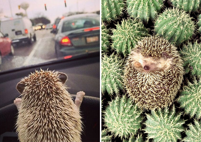 20 Fotos adorables para celebrar el Día del Erizo