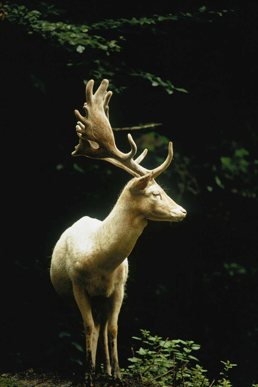 fotos-no-publicadas-national-geographic-found (1)