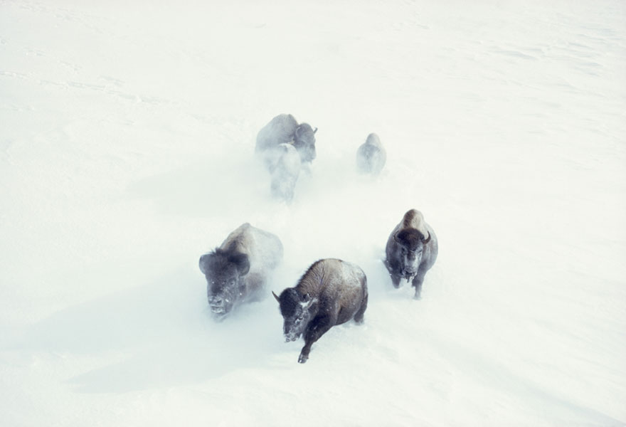 fotos-no-publicadas-national-geographic-found (14)