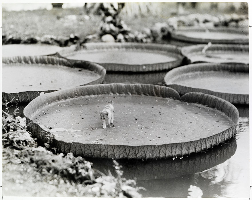 fotos-no-publicadas-national-geographic-found (21)