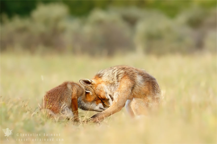 fotos-zorros-amorosos-roeselien-raimond (11)