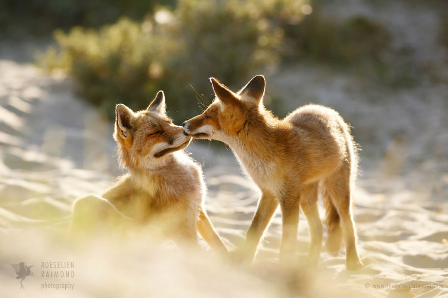 fotos-zorros-amorosos-roeselien-raimond (4)