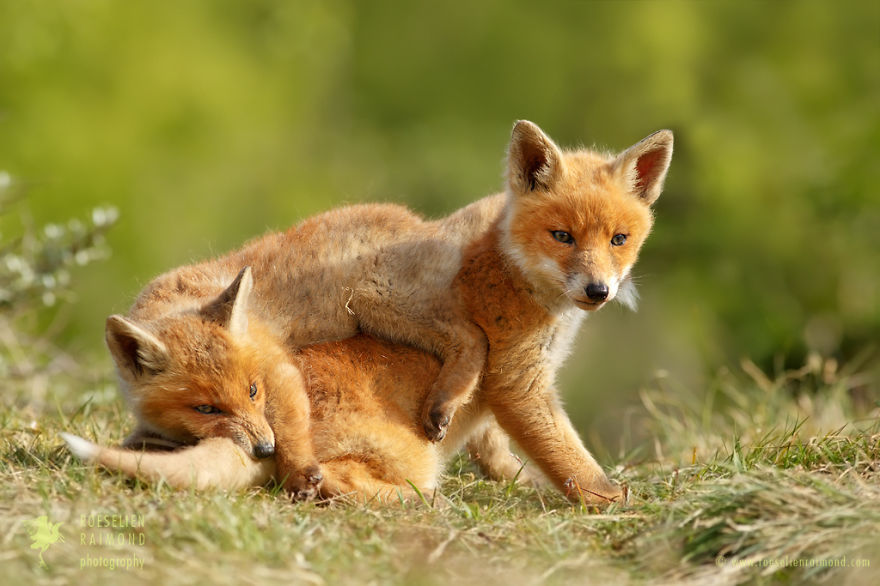 fotos-zorros-amorosos-roeselien-raimond (6)