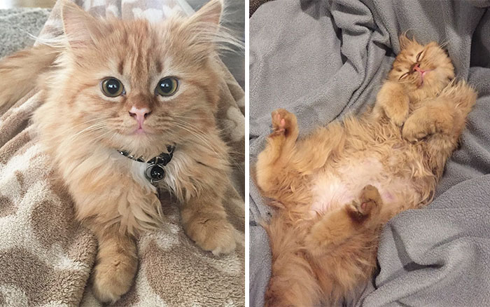 Este gato no ha dejado de sonreír desde que lo adoptaron del refugio