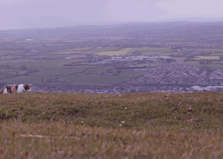 gato-ciego-rescatado-excursiones-stevie-irlanda (1)