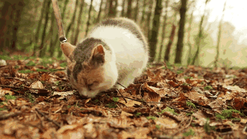 gato-ciego-rescatado-excursiones-stevie-irlanda (2)