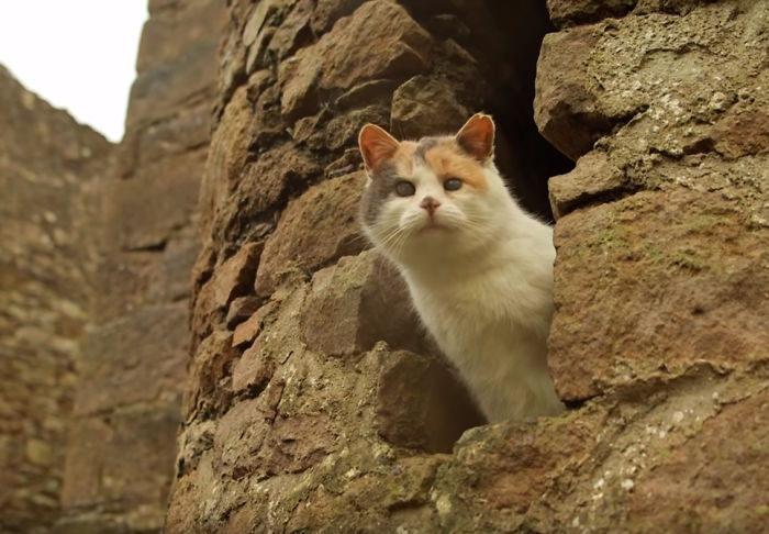gato-ciego-rescatado-excursiones-stevie-irlanda (5)