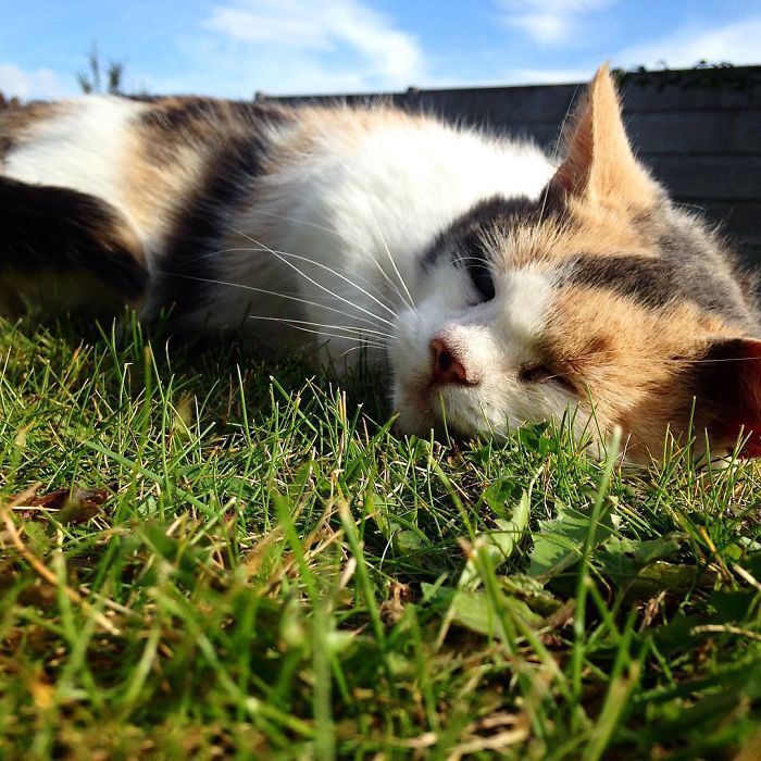 gato-ciego-rescatado-excursiones-stevie-irlanda (6)