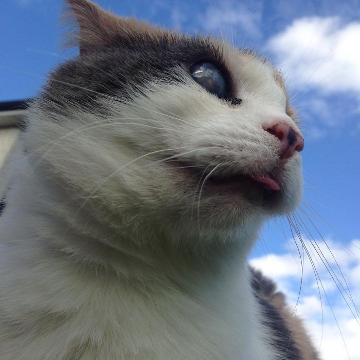 gato-ciego-rescatado-excursiones-stevie-irlanda (7)