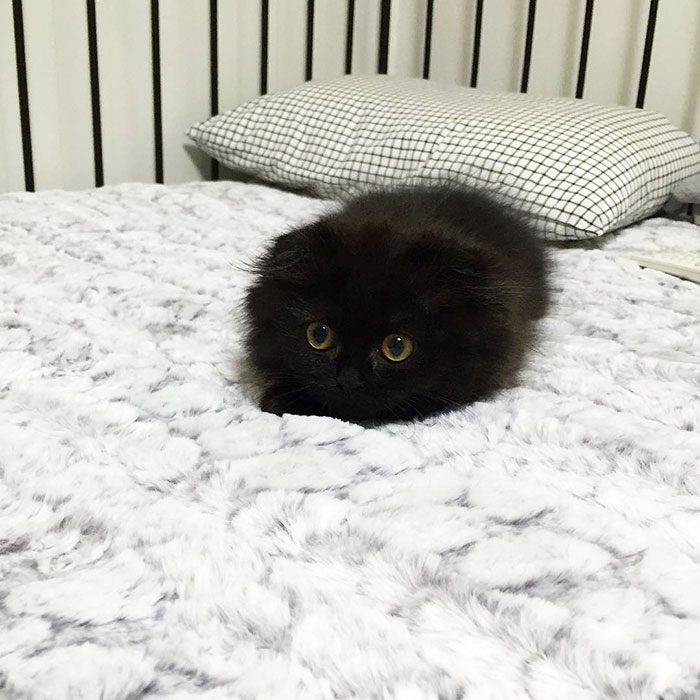 gato-negro-adorable-ojos-grandes-gimo (1)