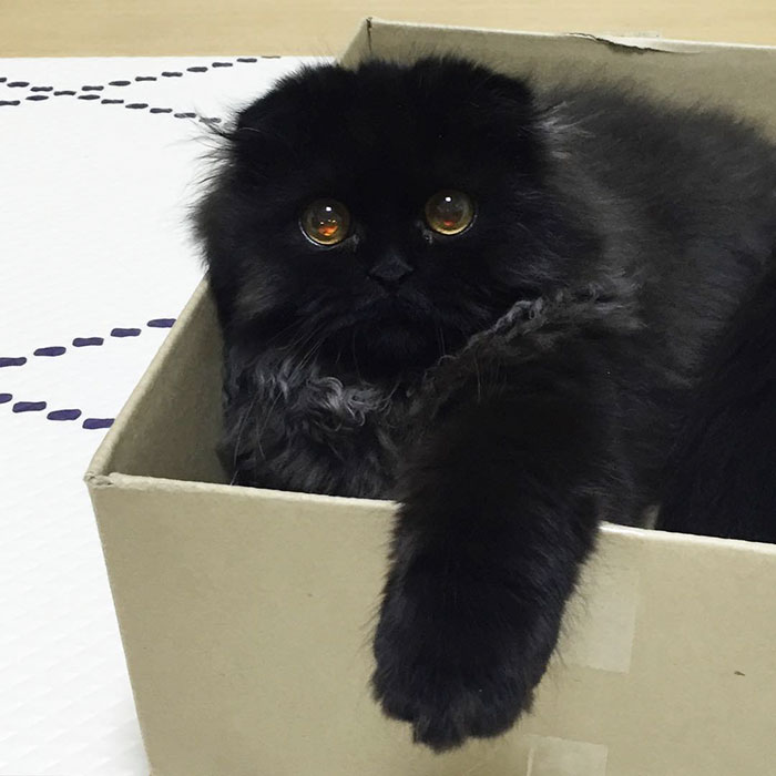 gato-negro-adorable-ojos-grandes-gimo (10)