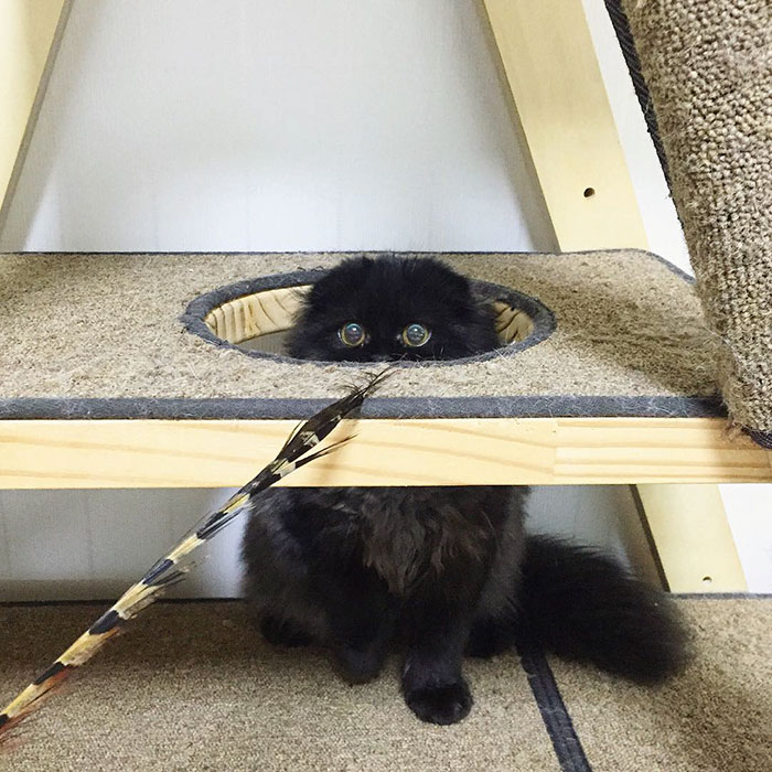 gato-negro-adorable-ojos-grandes-gimo (11)