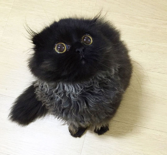 gato-negro-adorable-ojos-grandes-gimo (12)