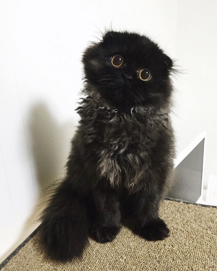 gato-negro-adorable-ojos-grandes-gimo (13)