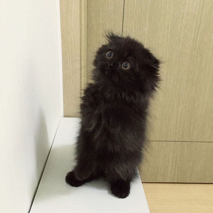gato-negro-adorable-ojos-grandes-gimo (14)