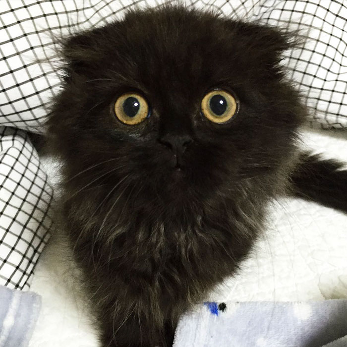 gato-negro-adorable-ojos-grandes-gimo (15)