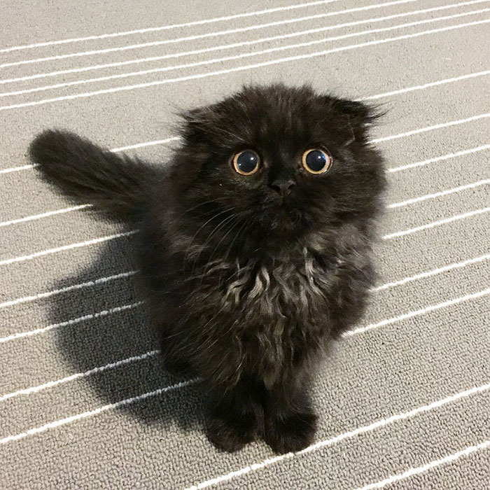 gato-negro-adorable-ojos-grandes-gimo (16)