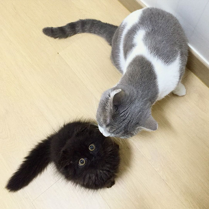 gato-negro-adorable-ojos-grandes-gimo (2)