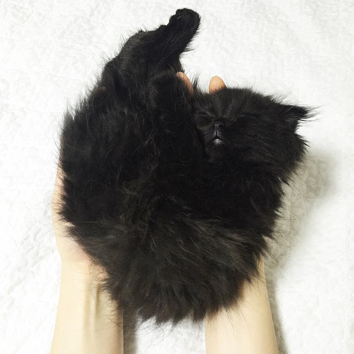 gato-negro-adorable-ojos-grandes-gimo (3)