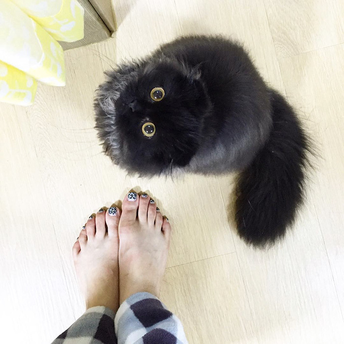 gato-negro-adorable-ojos-grandes-gimo (4)