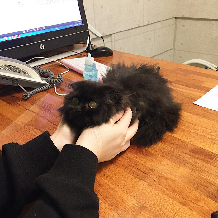 gato-negro-adorable-ojos-grandes-gimo (5)
