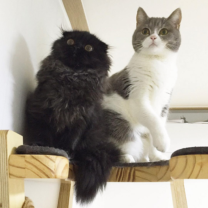 gato-negro-adorable-ojos-grandes-gimo (6)