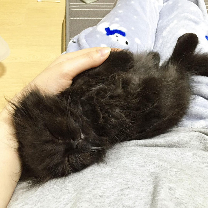 gato-negro-adorable-ojos-grandes-gimo (7)