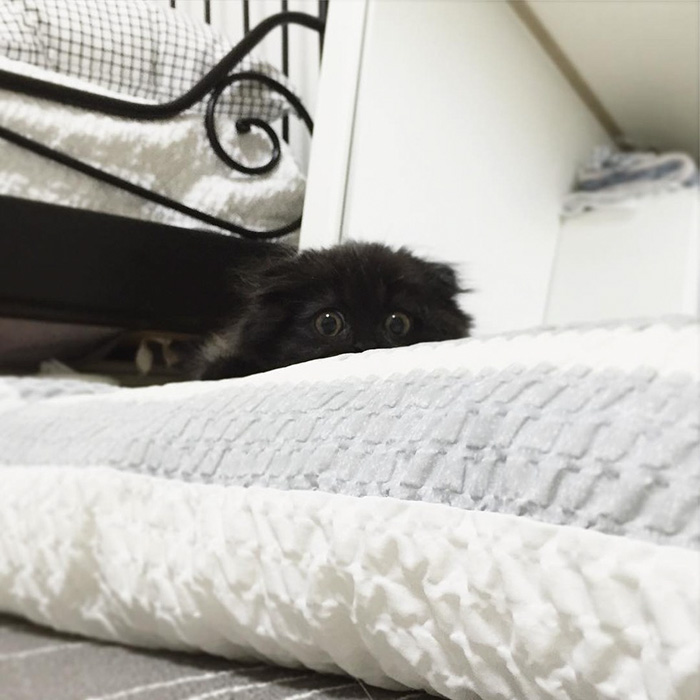 gato-negro-adorable-ojos-grandes-gimo (8)