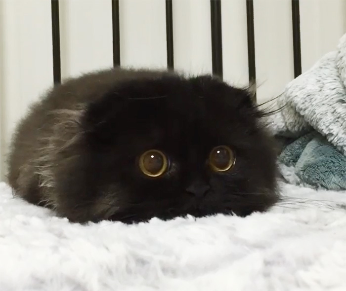 gato-negro-adorable-ojos-grandes-gimo (9)