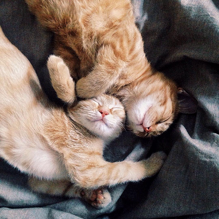 gatos-hermanos-huerfanos-rescatados-anyagrapes (1)
