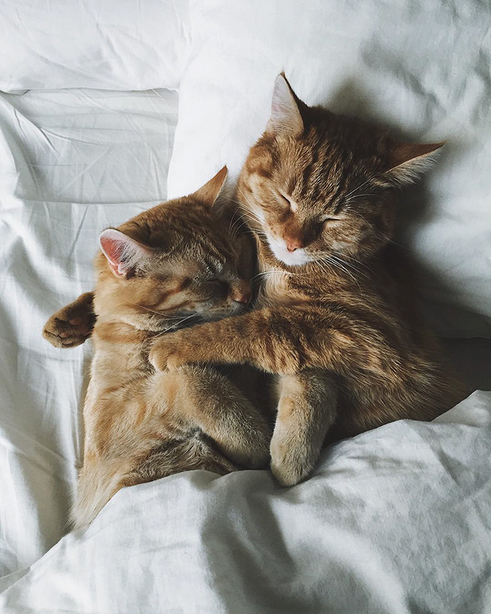 gatos-hermanos-huerfanos-rescatados-anyagrapes (7)