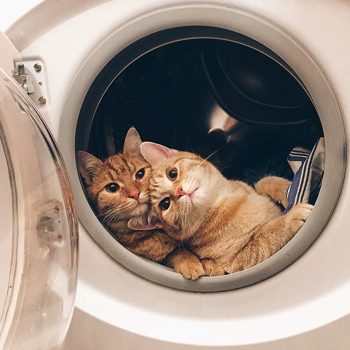 gatos-hermanos-huerfanos-rescatados-anyagrapes (8)