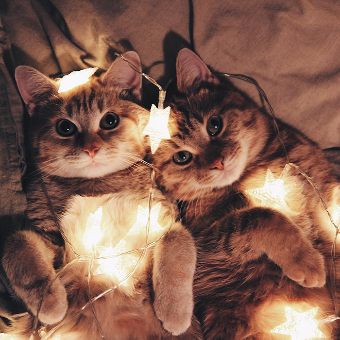 gatos-hermanos-huerfanos-rescatados-anyagrapes (9)
