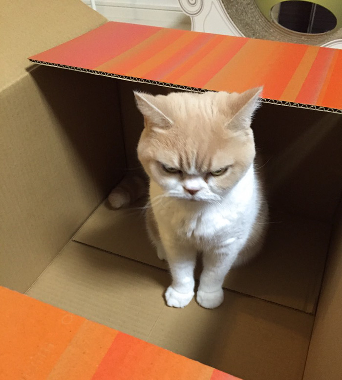 koyuki-gato-enfadado-japones (1)