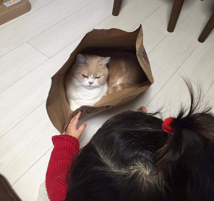 koyuki-gato-enfadado-japones (9)