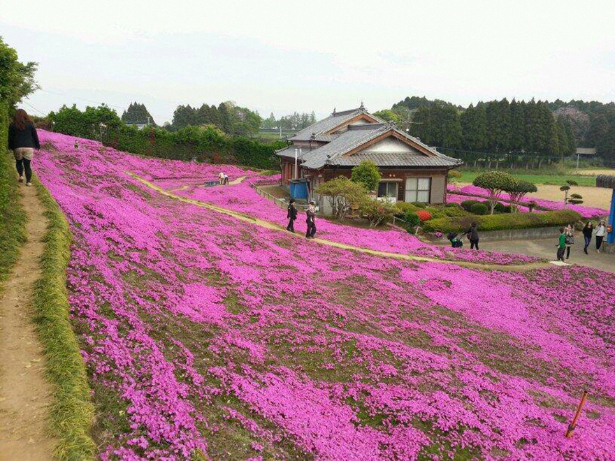 marido-planta-flores-esposa-ciega-kuroki-japon (1)