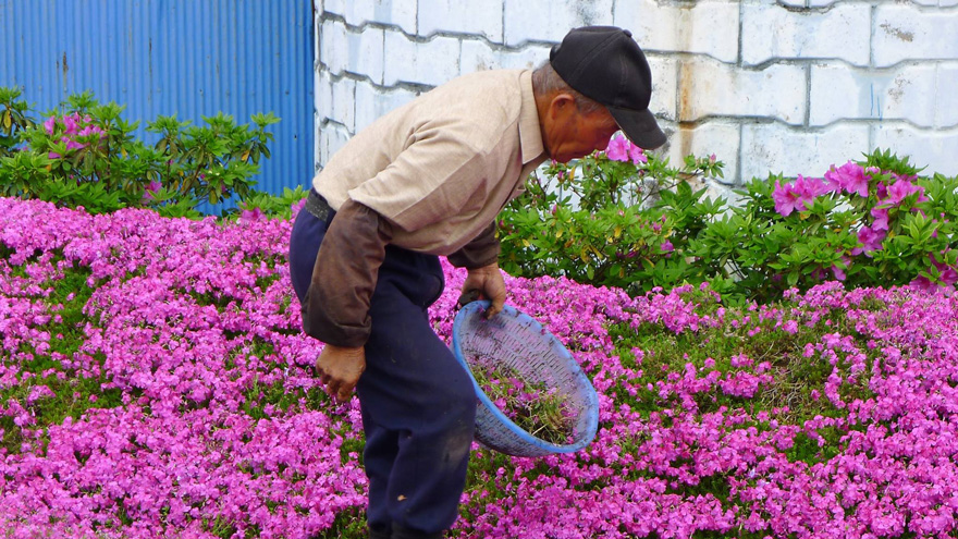 marido-planta-flores-esposa-ciega-kuroki-japon (3)