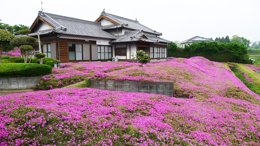 marido-planta-flores-esposa-ciega-kuroki-japon (4)