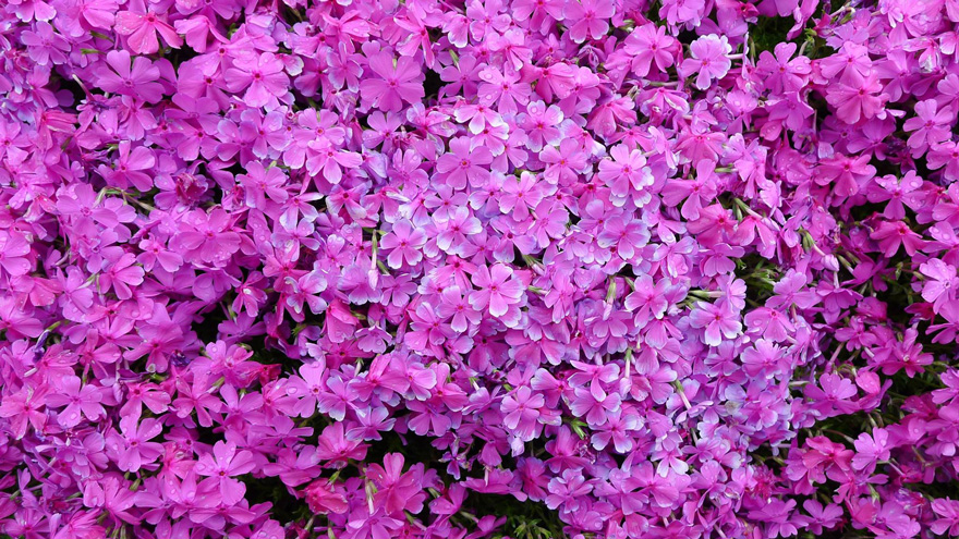 marido-planta-flores-esposa-ciega-kuroki-japon (8)