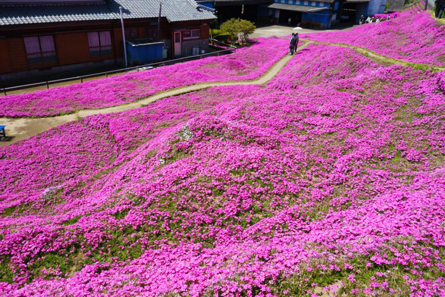 marido-planta-flores-esposa-ciega-kuroki-japon (9)